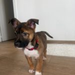 Mischling Stormi, 11/2025, Endgröße ca. 53 cm