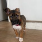 Mischling Stormi, 11/2025, Endgröße ca. 53 cm