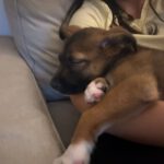 Mischling Stormi, 11/2025, Endgröße ca. 53 cm