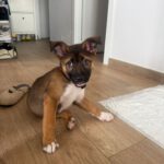 Mischling Stormi, 11/2025, Endgröße ca. 53 cm