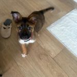 Mischling Stormi, 11/2025, Endgröße ca. 53 cm