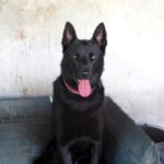 Malinois-Mischling Sultan, 10/2024, ca. 65 cm