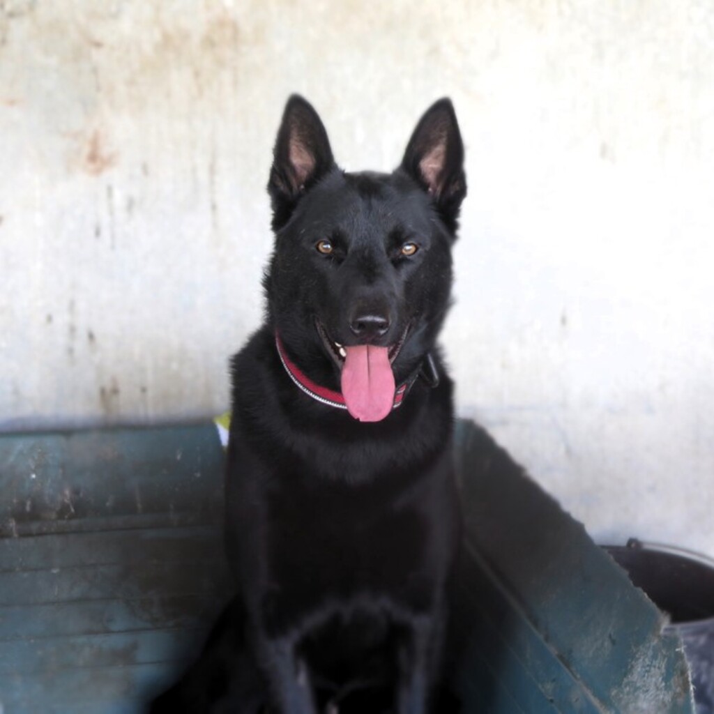 Malinois-Mischling Sultan, 10/2024, ca. 65 cm