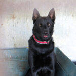 Malinois-Mischling Sultan, 10/2024, ca. 65 cm