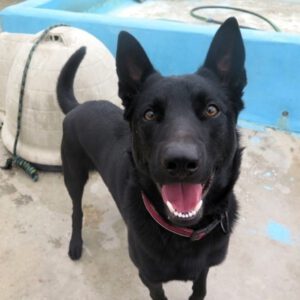 Malinois-Mischling Sultan, 10/2024, ca. 65 cm