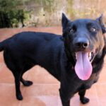 Malinois-Mischling Sultan, 10/2024, ca. 65 cm