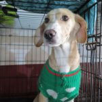 Mischling Sunny, 05/2025, Endgröße ca. 45- 50 cm