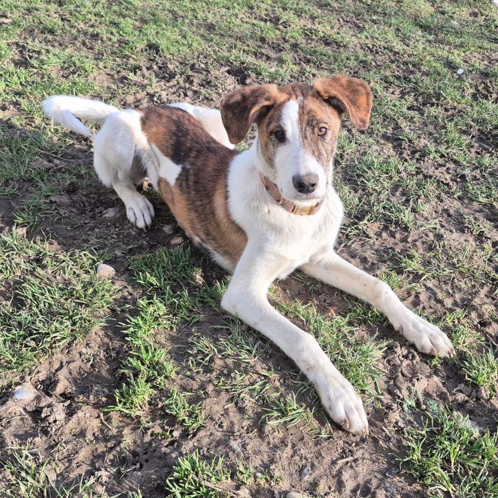 Mischling Swantje, 08/2025, Endgröße ca. 55 cm, 87634 Obergünzburg