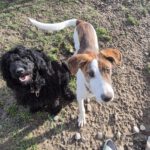 Mischling Swantje, 08/2025, Endgröße ca. 55 cm, 87634 Obergünzburg