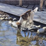 Mischling Swantje, 08/2025, Endgröße ca. 55 cm, 87634 Obergünzburg