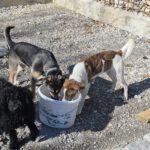 Mischling Swantje, 08/2025, Endgröße ca. 55 cm, 87634 Obergünzburg