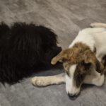 Mischling Swantje, 08/2025, Endgröße ca. 55 cm, 87634 Obergünzburg