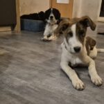 Mischling Swantje, 08/2025, Endgröße ca. 55 cm, 87634 Obergünzburg