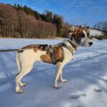 Mischling Swantje, 08/2025, Endgröße ca. 55 cm, 87634 Obergünzburg