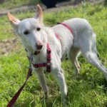 Podenco Tacha, 08/2014, ca. 45 cm, 22589 Hamburg