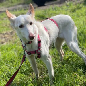 Podenco Tacha, 08/2014, ca. 45 cm, 22589 Hamburg