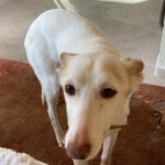 Podenco Tacha, 08/2014, ca. 45 cm, 22589 Hamburg