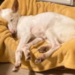 Podenco Tacha, 08/2014, ca. 45 cm, 22589 Hamburg