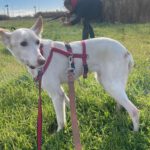 Podenco Tacha, 08/2014, ca. 45 cm, 22589 Hamburg