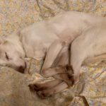 Podenco Tacha, 08/2014, ca. 45 cm, 22589 Hamburg