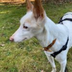 Podenco Tacha, 08/2014, ca. 45 cm, 22589 Hamburg