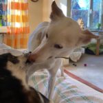 Podenco Tacha, 08/2014, ca. 45 cm, 22589 Hamburg