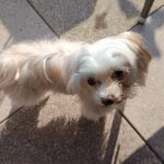 Malteser Mischling Tahir, 06/2018, ca. 25 cm, 21640 Horneburg