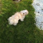 Malteser Mischling Tahir, 06/2018, ca. 25 cm, 21640 Horneburg