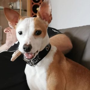 Mischling Tarzan, 04/2025, ca. 35 cm, 66571 Eppelborn