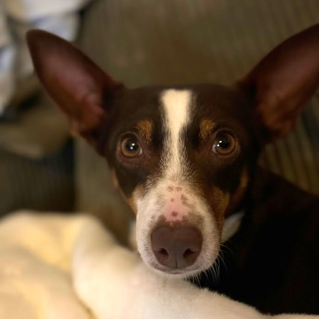 Podenco Mischling Tatiana, 11/2019, ca. 45 cm, 23569 Lübeck