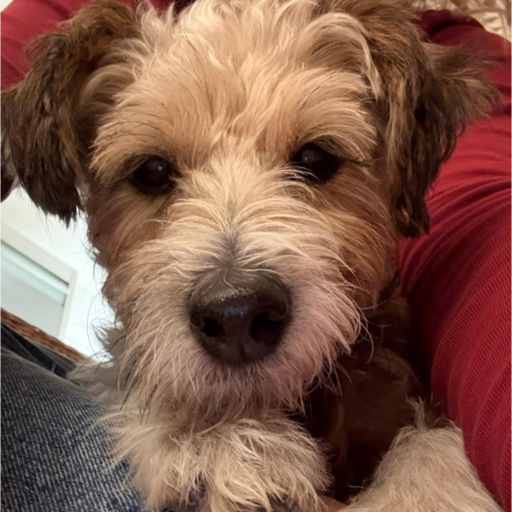 Yorkshire Terrier Mischling Mayo - Regenbogenbruecke SALVA Hundehilfe