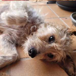 Yorkshire Terrier Mischling Mayo - Regenbogenbruecke SALVA Hundehilfe