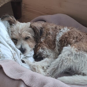 Wir nehmen Abschied von MayoYorkshire Terrier Mischling Mayo - Regenbogenbruecke SALVA Hundehilfe