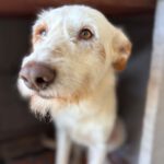 Mischling Terry, 02/2024, ca. 60 cm