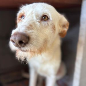 Mischling Terry, 02/2024, ca. 60 cm