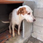 Mischling Terry, 02/2024, ca. 60 cm