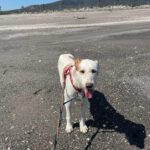 Mischling Terry, 02/2024, ca. 60 cm