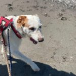 Mischling Terry, 02/2024, ca. 60 cm