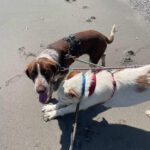 Mischling Terry, 02/2024, ca. 60 cm