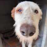 Mischling Terry, 02/2024, ca. 60 cm