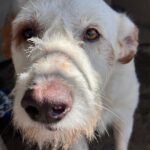 Mischling Terry, 02/2024, ca. 60 cm