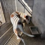 Mischling Terry, 02/2024, ca. 60 cm