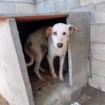 Mischling Terry, 02/2024, ca. 60 cm