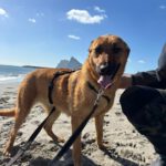 Mischling Tessa, 02/2025, 50 cm