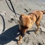 Mischling Tessa, 02/2025, 50 cm