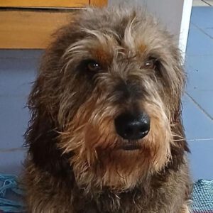 Rauhaardackel Tinto, 02/19, ca. 28 cm, 53797 Lohmar