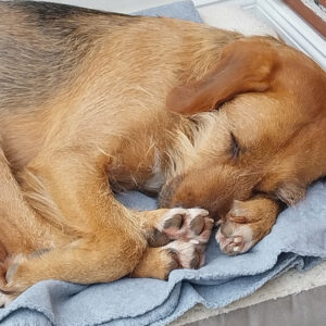 Toffee - Happy End Story SALVA Hundehilfe