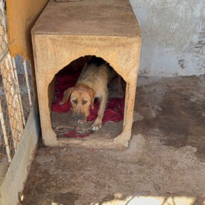 Toffee - Happy End Story SALVA Hundehilfe