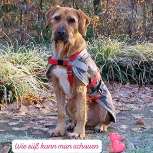 Toffee - Happy End Story SALVA Hundehilfe
