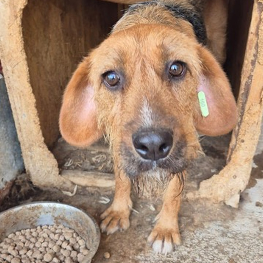 Toffee - Happy End Story SALVA Hundehilfe